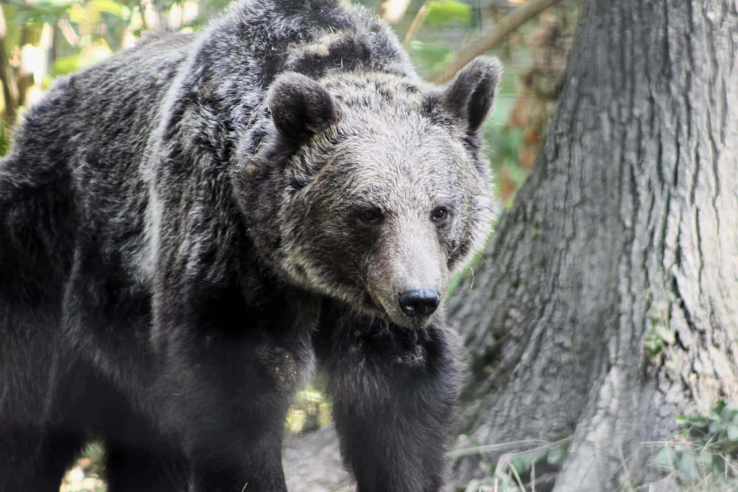 A brown bear walking past a tree at the Libearty sanctuary