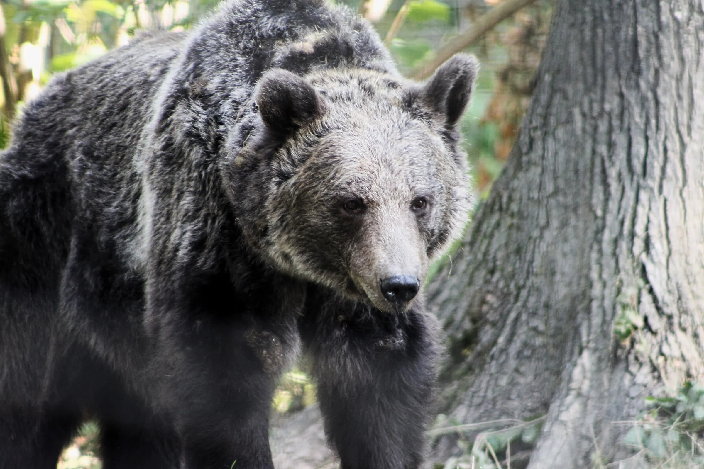 A brown bear walking past a tree at the Libearty sanctuary